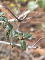 Ceanothus lemmonii