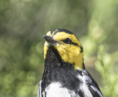 Setophaga chrysoparia