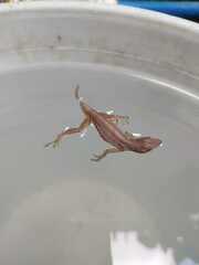 Anolis sagrei