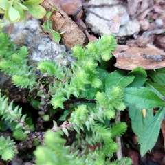 Sedum moranense