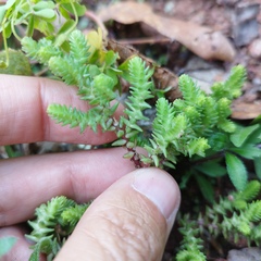 Sedum moranense