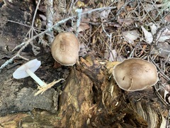 Pluteus elaphinus