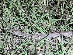 Pantherophis emoryi