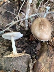 Pluteus elaphinus