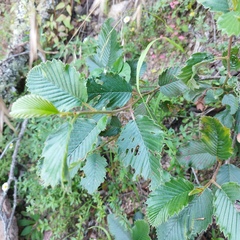 Cercocarpus macrophyllus