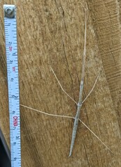 Parabacillus hesperus