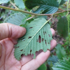 Cercocarpus macrophyllus