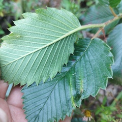 Cercocarpus macrophyllus