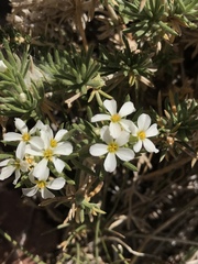 Leptosiphon nuttallii pubescens