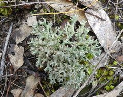 Pulchrocladia retipora