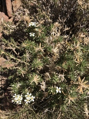 Leptosiphon nuttallii pubescens