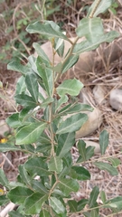 Elaeagnus oldhamii