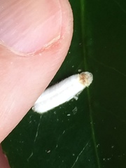 Pulvinaria camelicola
