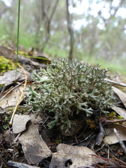 Pulchrocladia retipora