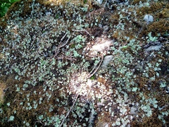 Orostachys malacophylla