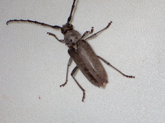 Gnaphalodes trachyderoides