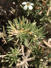 Leptosiphon nuttallii pubescens