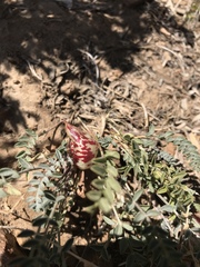 Astragalus lentiginosus semotus