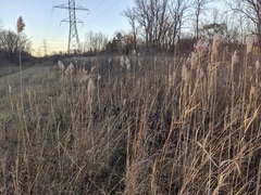 Silphium terebinthinaceum