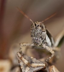 Phaedrotettix
