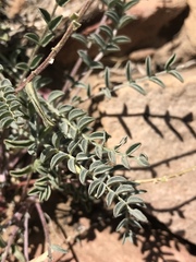Astragalus lentiginosus semotus