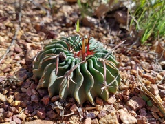 Echinofossulocactus