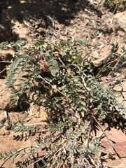 Astragalus lentiginosus semotus