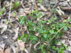 Gonocarpus teucrioides