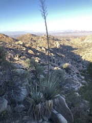 Nolina bigelovii