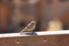 Sicalis olivascens