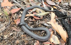 Cryptophis nigrescens