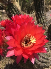 Trichocereus rowleyi