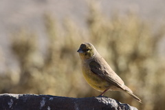 Sicalis olivascens