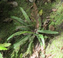 Blechnum chambersii