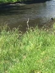 Egretta novaehollandiae novaehollandiae