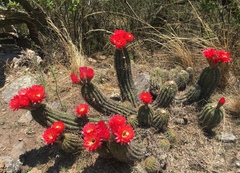 Trichocereus rowleyi