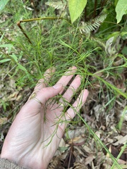 Platysace linearifolia