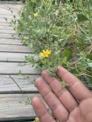 Heterotheca excelsior