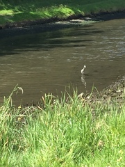 Egretta novaehollandiae novaehollandiae