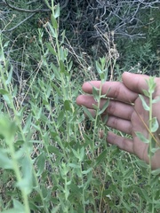 Heterotheca excelsior