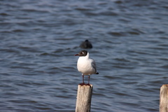 Chroicocephalus serranus