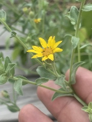 Heterotheca excelsior