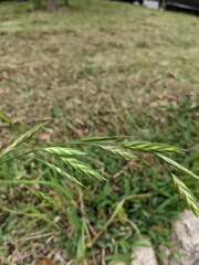 Bromus catharticus