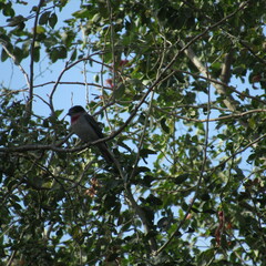 Pachyramphus aglaiae