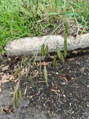 Bromus catharticus