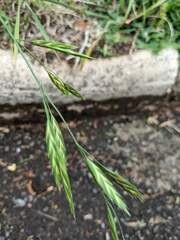 Bromus catharticus