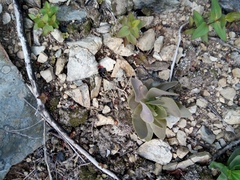 Orostachys malacophylla