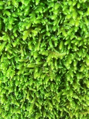 Claopodium rostratum