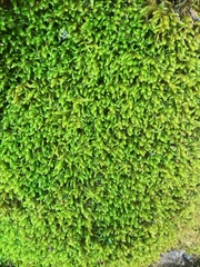 Claopodium rostratum