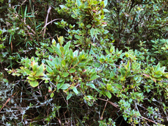 Rhododendron rubropilosum
